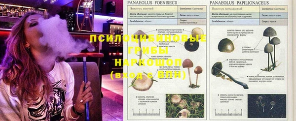 прущие грибы Горно-Алтайск